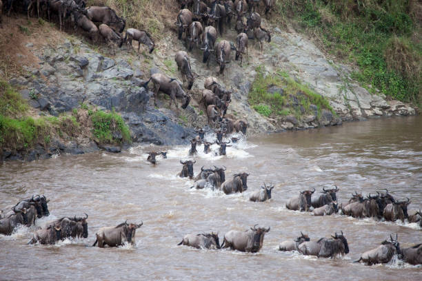 istock Wildebeest Crossing a River Stock Photo 1216846601
