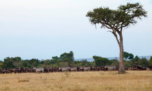 istock Wildebeest and Zebra Herd Stock Photo 1216846888