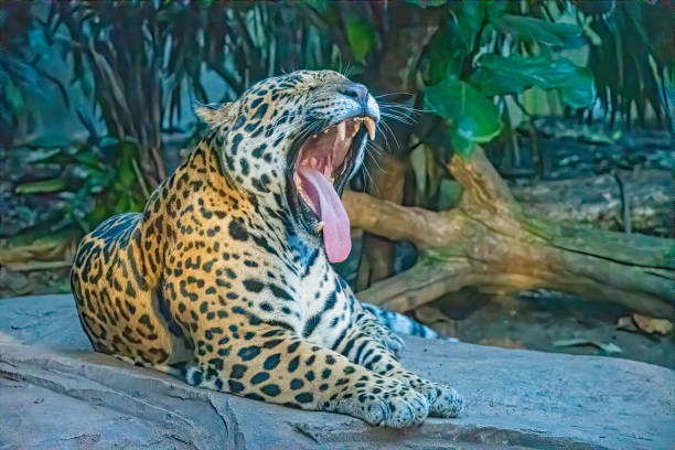 istock male Jaguar big cat laying on a rock 1216846939