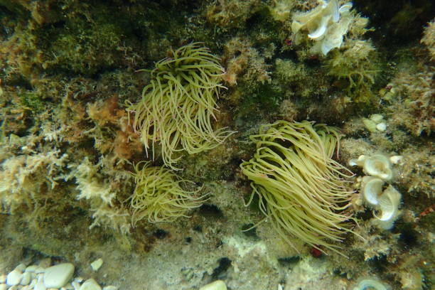 istock Anemone under water in Croatia 1216847028