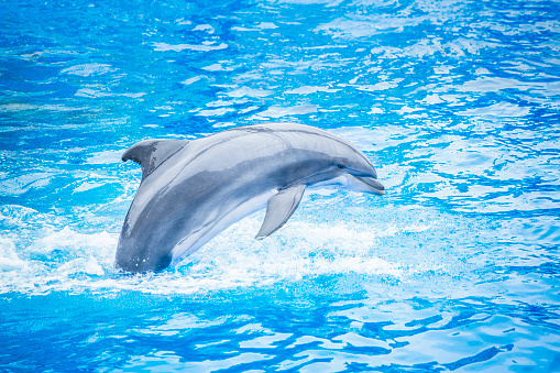 Side view of a beautiful bottlenose dolphin jumping out of the water. Beautiful ocean animal in an idyllic setting