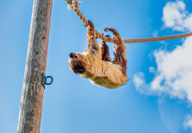 A Two Toed Sloth hanging upside down while walking along a rope