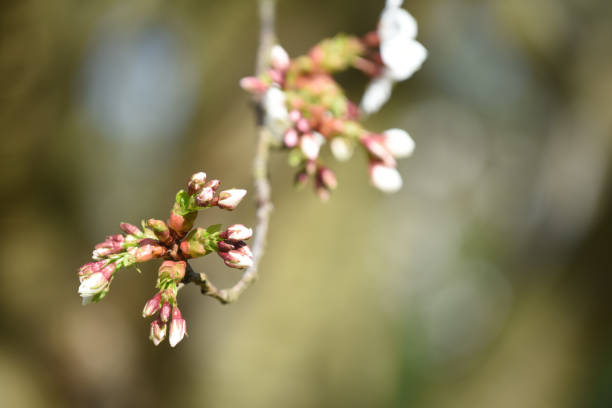 istock Tree branch with new shoots growing on a branch 1216849188