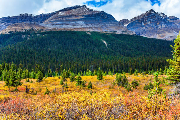 istock The multicolor autumn grass on the shores 1216849435