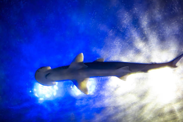 istock Hammerhead shark swimming in deep blue water view from below 1216851167