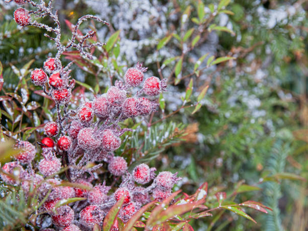 istock Frost covered rosehip in winter. New Year decorations outdoors 1216851273