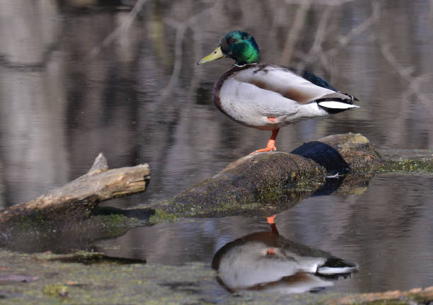 istock Wild duck in a Chicago city park 1216851914