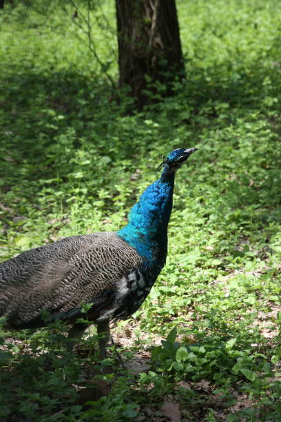 istock a large peacock with blue feathers in the middle of the forest 1216851928
