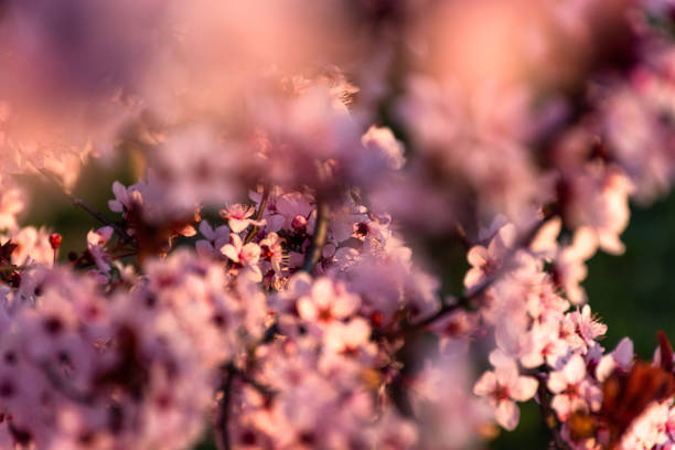 istock Blooming plum Pissardi close-up on a blurred background 1216852902