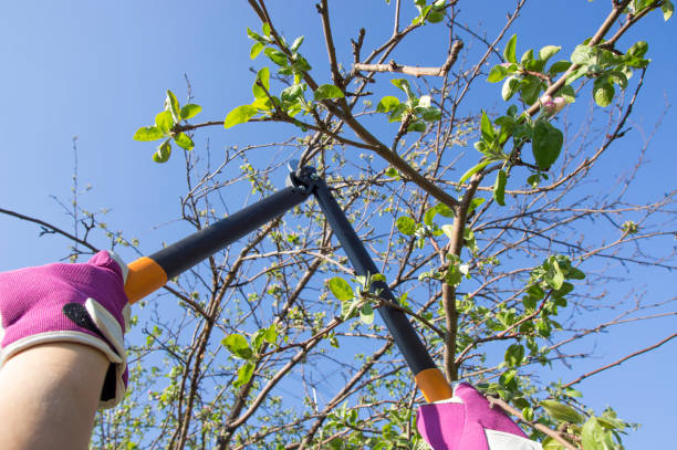istock two hands in purple gloves cutting the branches of the tree 1216852990
