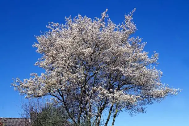 April 2020: Blooming shadbush under a blue sky