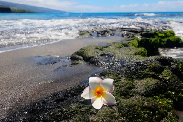 Photo of Beautiful Hawaii nature background with plumeria flower.