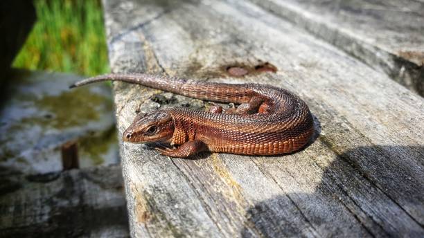 istock Closeup shot of a brown lizard on a wooden plank 1216856447