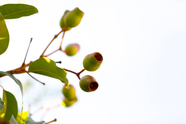 Closeup Australian Gum nuts, beautiful nature background with copy space, full frame horizontal composition