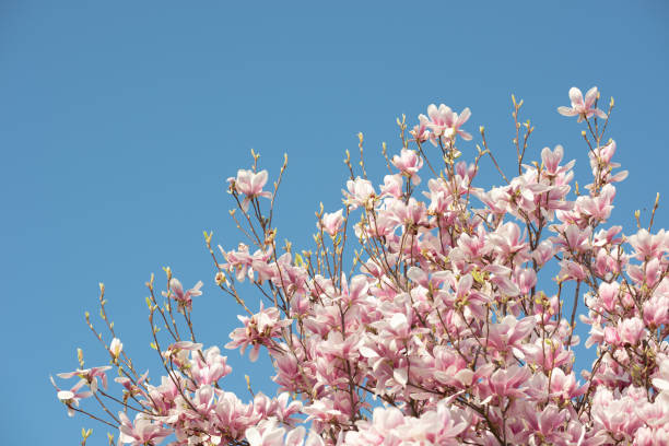 istock Magnolia tree in spring in a garden 1216857383