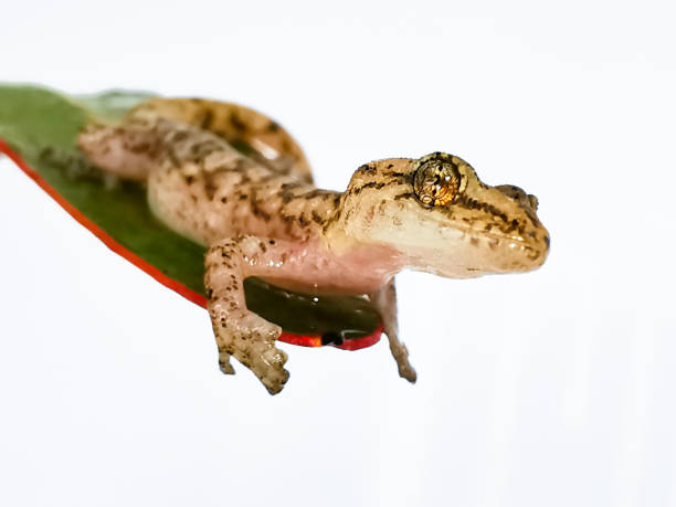 istock Gecko close up (common house gecko (Hemidactylus frenatus) 1216857507