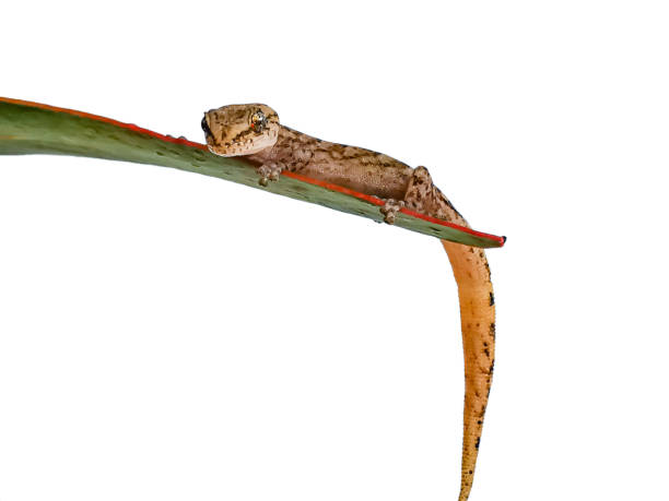 istock Gecko close up (common house gecko (Hemidactylus frenatus) 1216857510