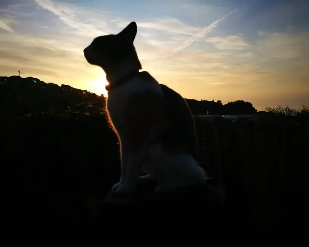 Photo of Beautiful Kitty on the garden