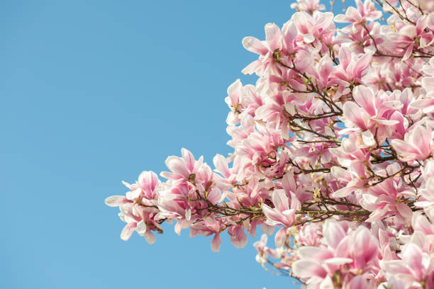 istock Magnolia tree in spring in a garden 1216858368
