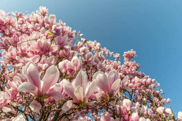 istock Magnolia tree in spring in a garden 1216860735