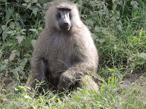 An adult Baboon sitting in the grass. Taken in Kenya