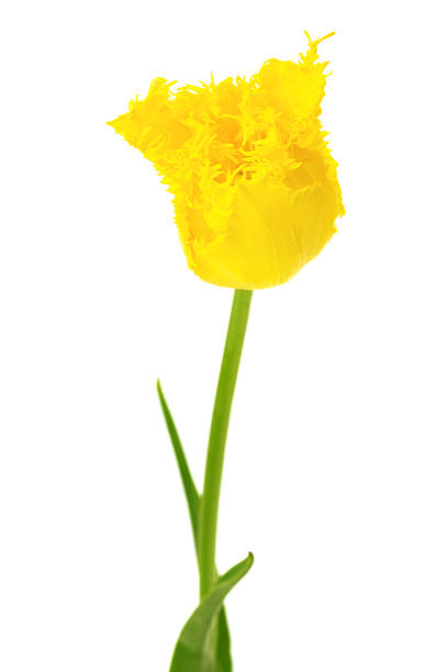 Tulips isolated on white background