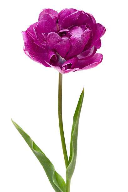 istock Lilac Perfection Double Peony Tulip 121686182