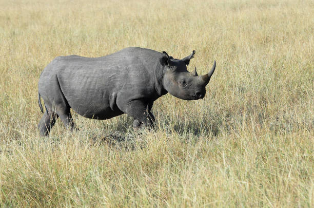 istock Black Rhino Stock Photo 1216861845