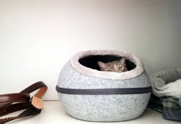 lindo tabby cat (dilute tortie) hurgando en una cama de gato estilo cueva - ojos amarillos fotografías e imágenes de stock