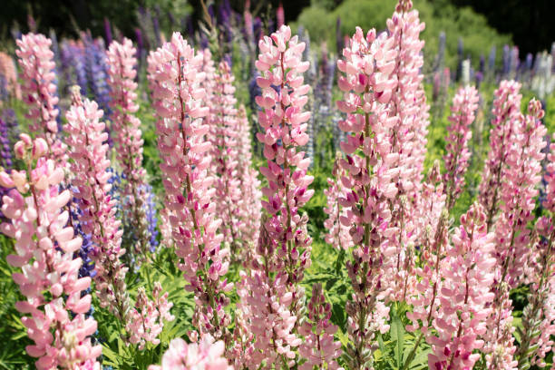 istock Lupines in New Zealand 1216865740