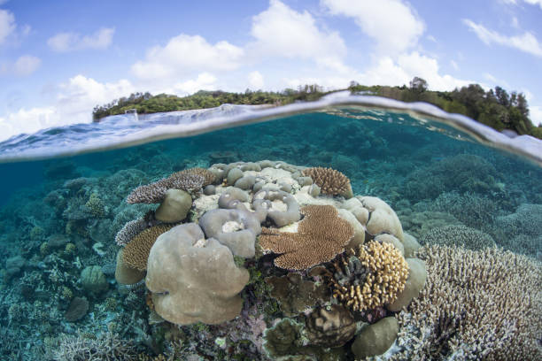 istock Beautiful Coral Reef in Palau 1216865917