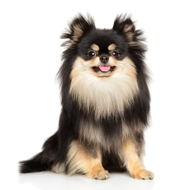 Happy dog looking at the camera Happy Spitz looking at the camera sitting on a white background pomeranian stock pictures, royalty-free photos & images