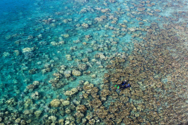 istock Pair of Snorkelers Exploring Coral Reef 1216866514