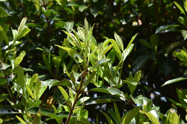 istock Viburnum odoratissimum (Sweet vibrunum) 1216867466