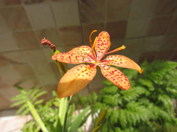 Blackberry Lily, Belamcanda chinensis This flower is also known as Domestic iris. Photo taken on December, 2016, at Rio de Janeiro city. belamcanda chinensis stock pictures, royalty-free photos & images