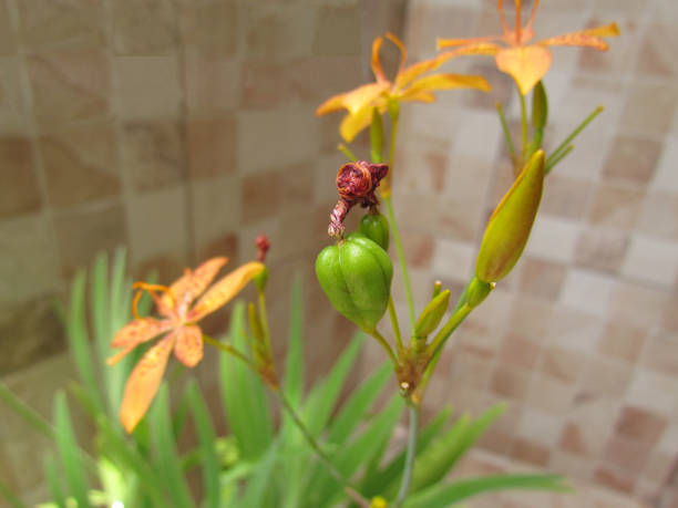 Blackberry Lily, Belamcanda chinensis This flower is also known as Domestic iris. Photo taken on December, 2016, at Rio de Janeiro city. belamcanda chinensis stock pictures, royalty-free photos & images
