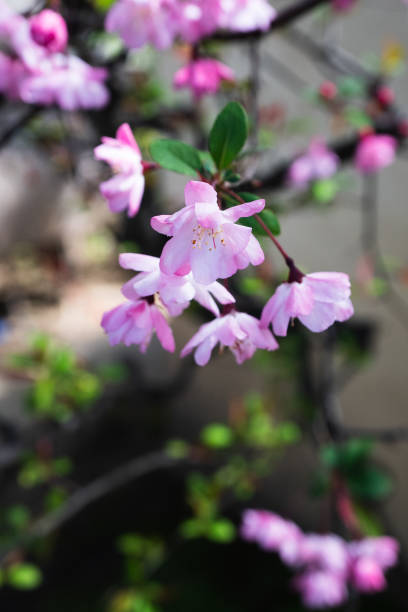 istock Cherry Blossom in Hakone Park 1216868548