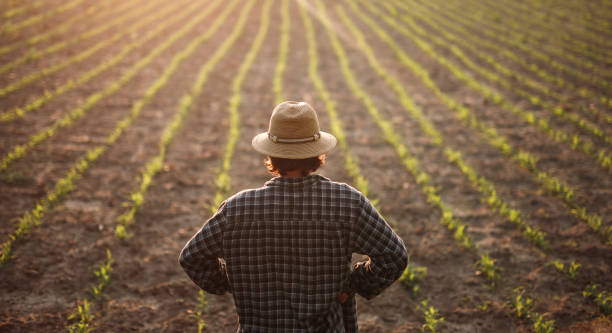 istock Farmer standing on field with young growth 1216869482