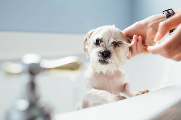 犬風呂 - soaking tub ストックフォトと画像