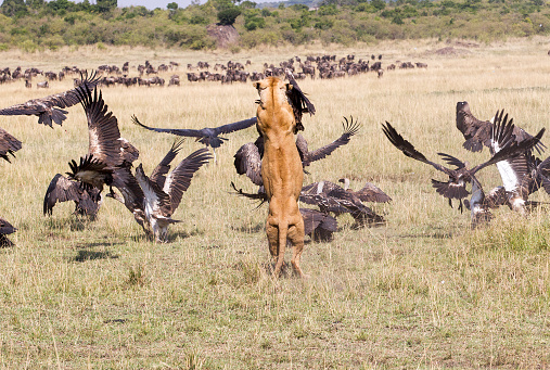A female lion attacks a group of vultures. Taken in Kenya