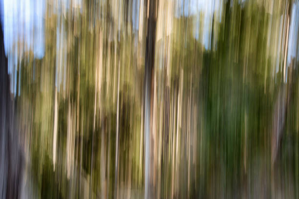 istock Motion blur photograph of forest 1216871375