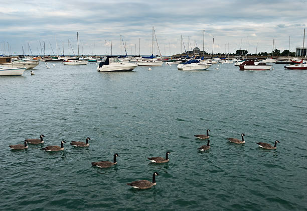 istock Goose in lakeMichigan 121687216