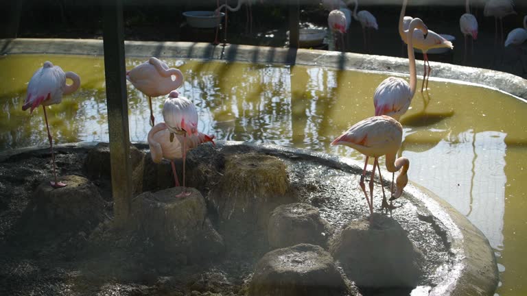 Group of pink flamingos in the middle of the water standing in a group while they take a bath