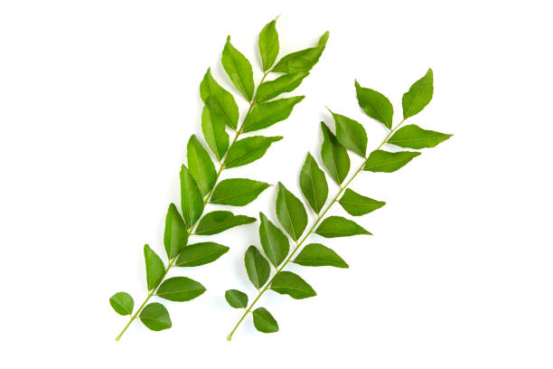 curry leaves isolated on white background. - azadirachta indica imagens e fotografias de stock
