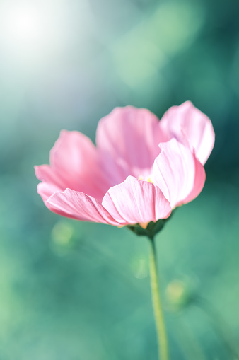 Pink cosmos flower in sunlight on a green blurred background. Selective focus