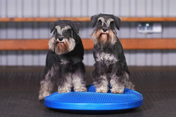 dos perros schnauzer miniatura negros y plateados con orejas naturales posando juntas en el interior de pie sobre un disco de equilibrio azul con baches - exercising sports training sport gym fotografías e imágenes de stock