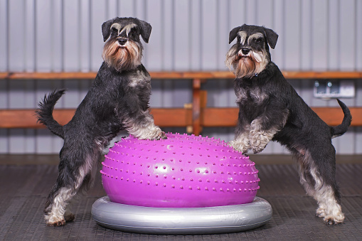 Two black and silver Miniature Schnauzer dogs with natural ears and undocked tails posing together indoors standing on an inflatable pink balance donut placed on a grey holder