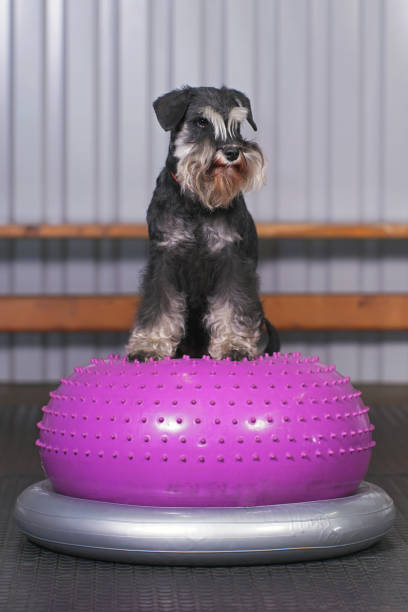 preto e prata miniatura schnauzer cão com orelhas naturais e uma cauda desencaixada posando dentro de casa em pé sobre um donut de equilíbrio rosa inflável colocado em um suporte cinza - sports training exercising posing gym - fotografias e filmes do acervo