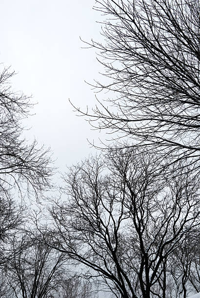 istock Snow in the park 121687416
