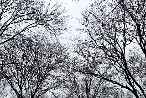 istock Snow in the park with trees 121687422